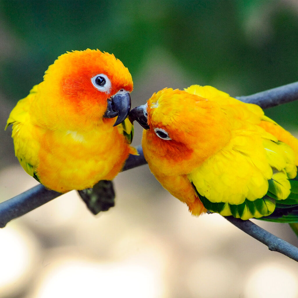 20tnfqlsyn_promo_Julie_Larsen_Maher_1948_Sun_Conures_AVI_QZ_07_25_12