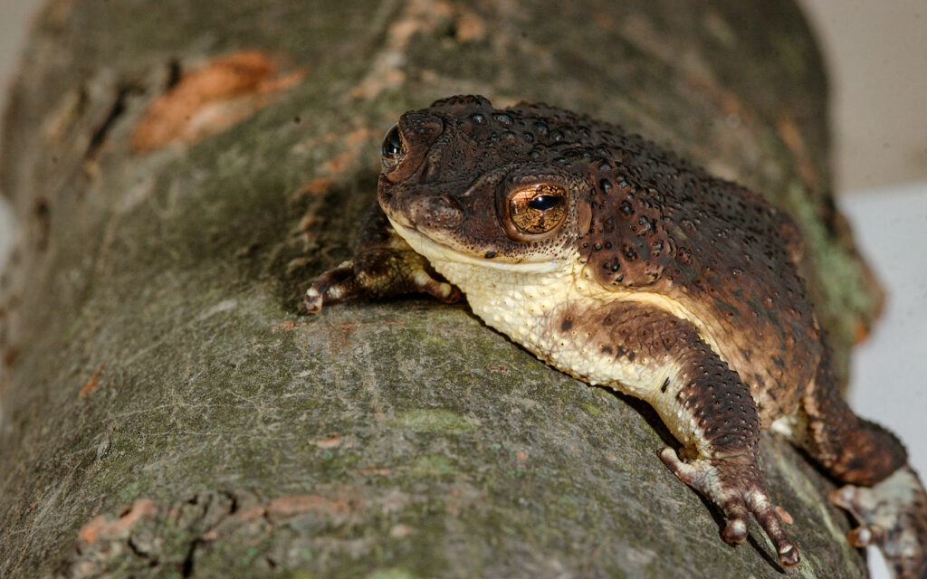 52h53u91dx_Julie_Larsen_Maher_0326_Puerto_Rican_Crested_Toad_HA_BZ_01_09_05_hy