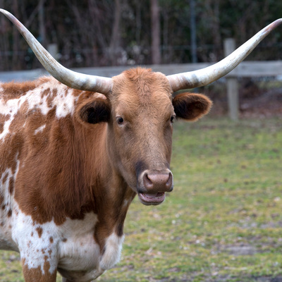 6k28w3r8ua_Julie_Larsen_Maher_6111_Texas_Longhorn_Cattle_DA_QZ_03_26_13_card