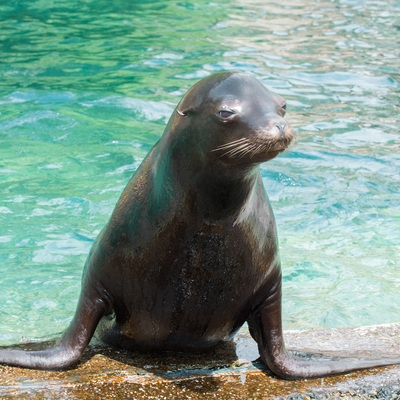 8bv9r86htu_Julie_Larsen_Maher_2183_California_Sea_Lion_SLP_QZ_08_28_13