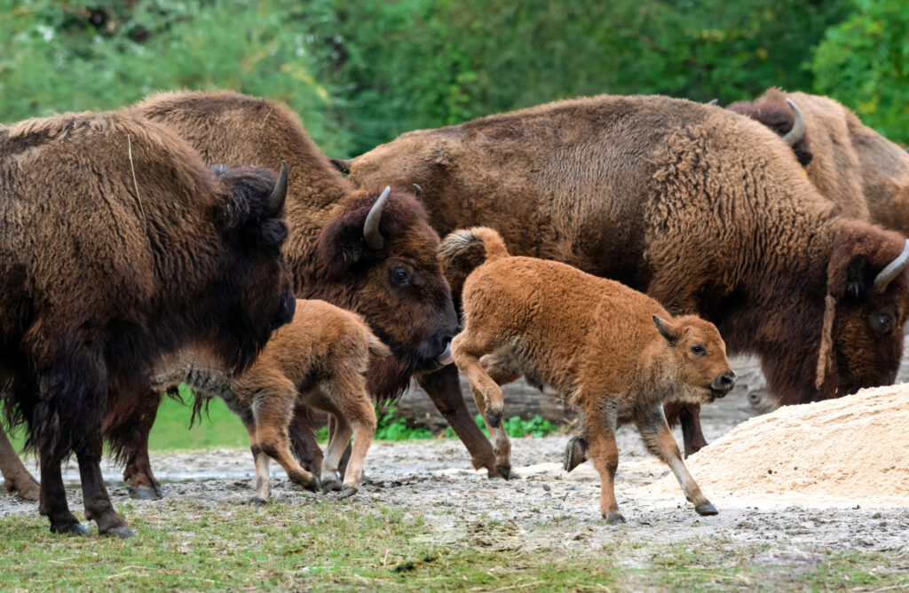 663noavpkg_Julie_Larsen_Maher_5748_American_Bison_and_Calves_BZ_10_14_18