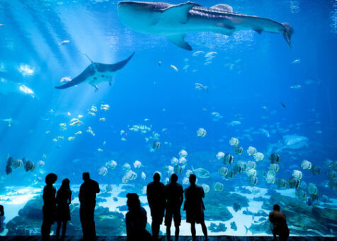 Aquariums