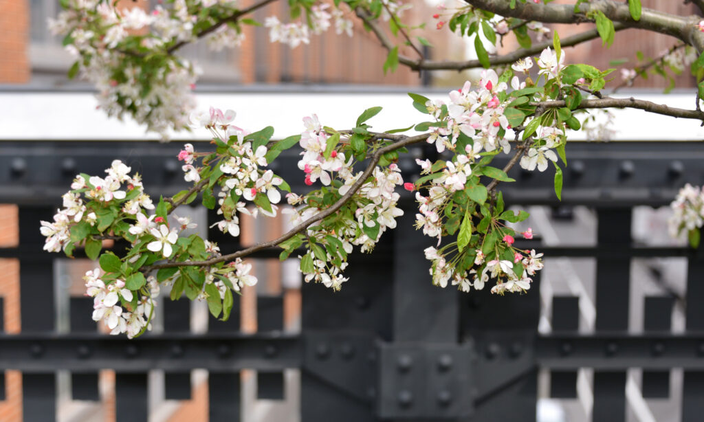 gallery_seasons_spring_0011_beverlyisraely